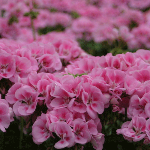 Geranium Rocky Mountain Pink