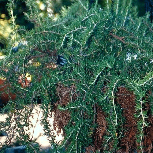 Foliage Rosemary Prostratus
