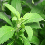 Stevia