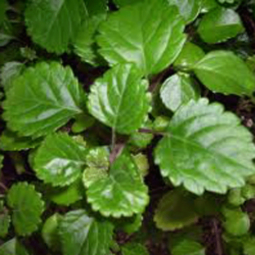 Foliage Swedish Ivy Green