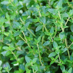 Thyme