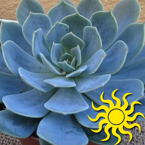 Echeveria Blue