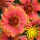 Spintop Red Starburst