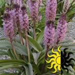 Eucomis