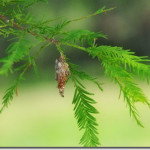 bagworms