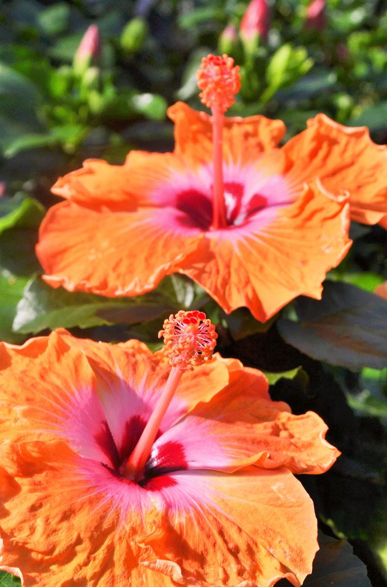 Hibiscus plant of the month