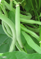 beans