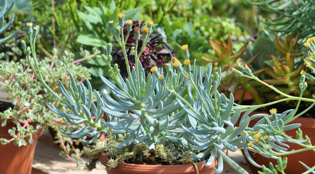 succulents selection