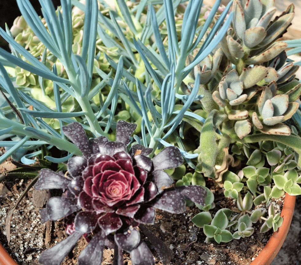 succulent container