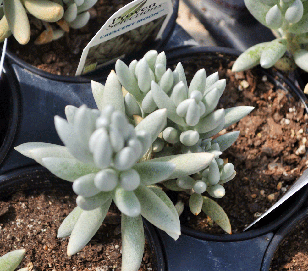 succulent