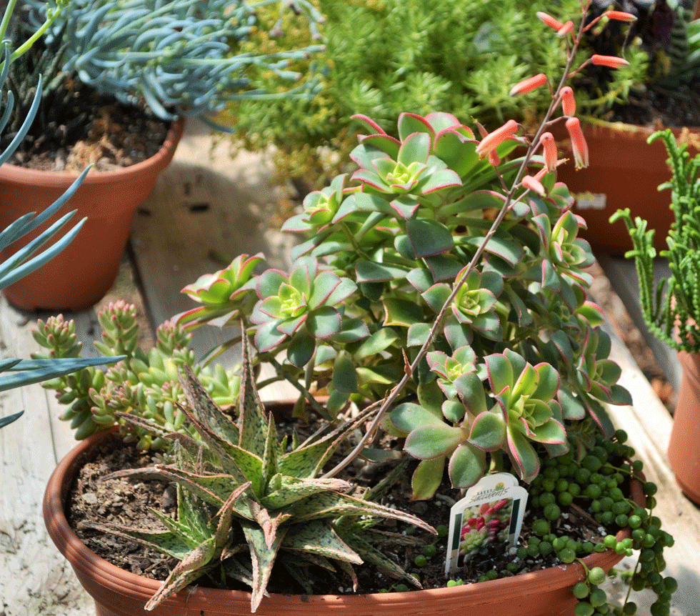 succulent container