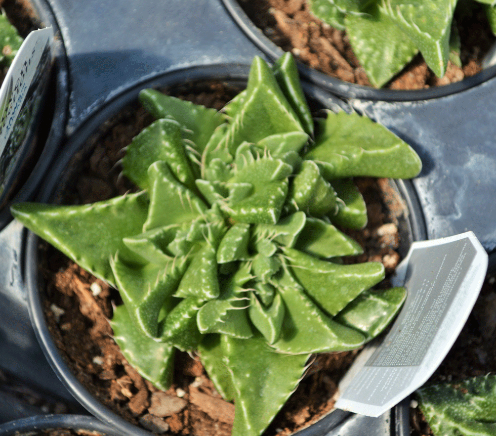 succulent