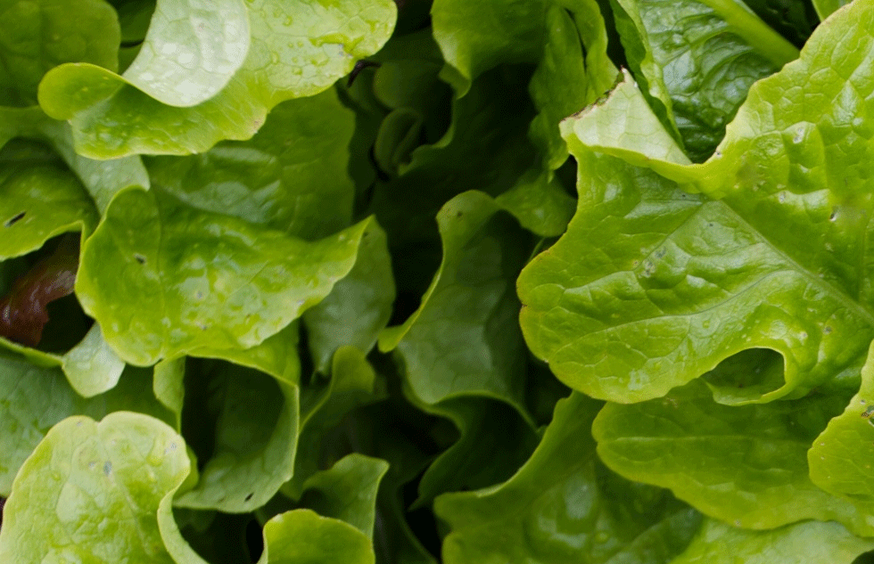 Harvesting Time Tips - Stutzmans Greenhouse & Garden Centers