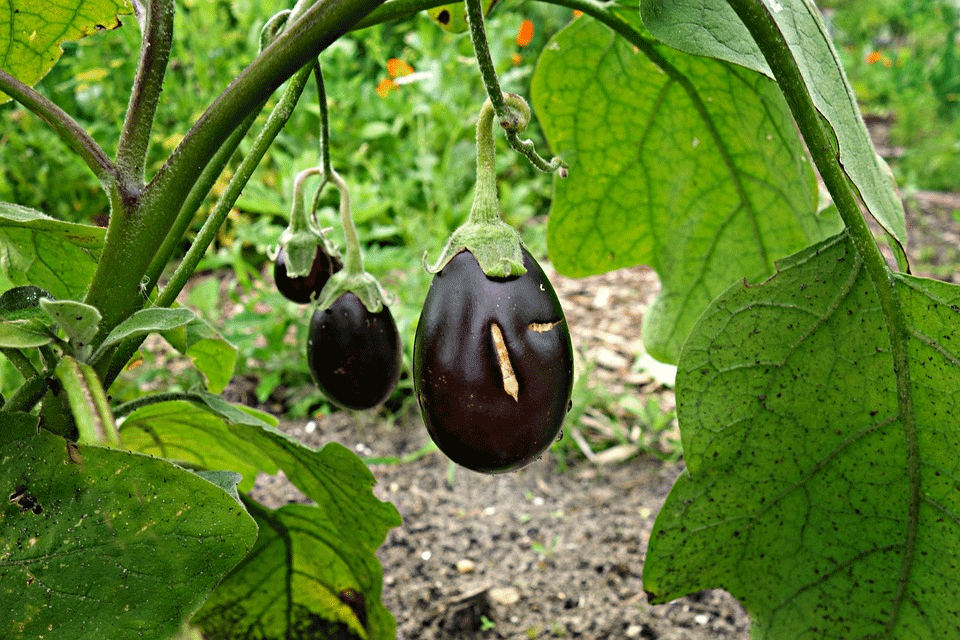 Eggplant Harvest and Storage 2