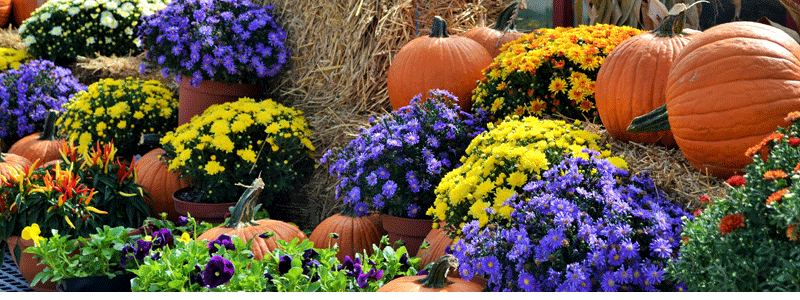 fall festival
