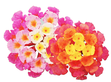 Lantana - Stutzmans Greenhouse & Garden Centers