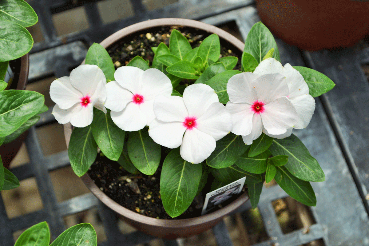 Vincas Stutzmans Greenhouse & Garden Centers