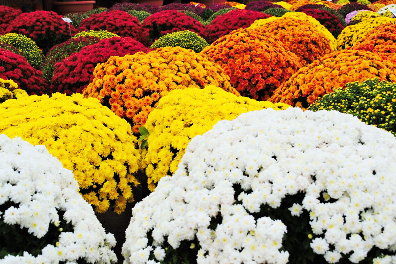 The Meaning Of Mums Stutzmans Greenhouse Garden Centers