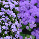 Ageratum