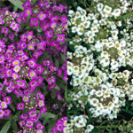 Alyssum