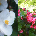 Begonia