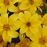 Bidens