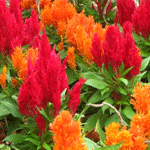 Celosia