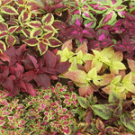 Coleus