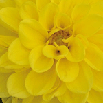 Dahlia