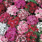 Dianthus