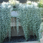 Dichondra