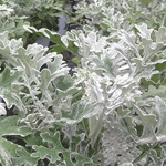 Dusty Miller