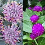 Gomphrena