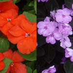 Impatiens