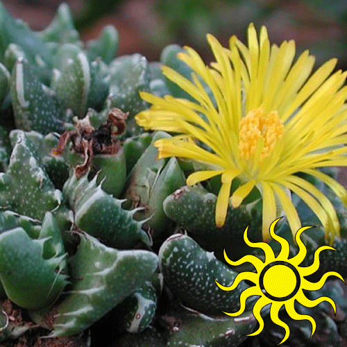 Faucaria Jaws