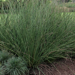 Juncus