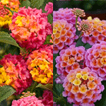 Lantana