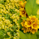 Lysimachia