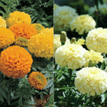 Marigold