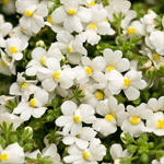 Nemesia