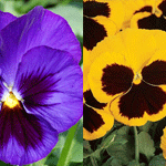 Pansy