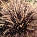 Pennisetum