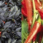 Ornamental Pepper