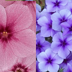 Phlox