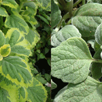 Plectranthus