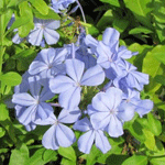 Plumbago