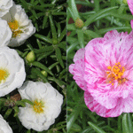 Portulaca