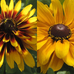 Rudbeckia