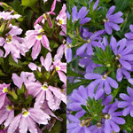 Scaevola