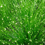 Scirpus